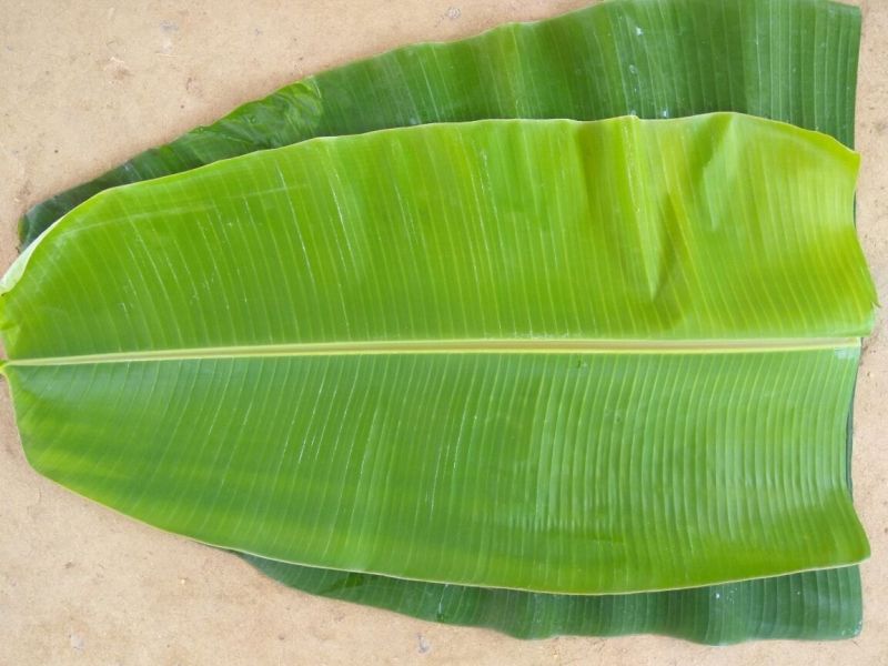 Fresh Banana Leaf for Making Disposable Items