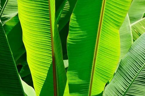 Green Banana Leaf for Making Disposable Items