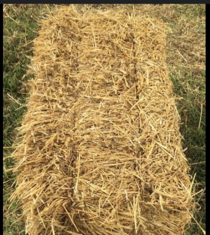 Paddy husk/straw, Packaging Size : 50 Kg