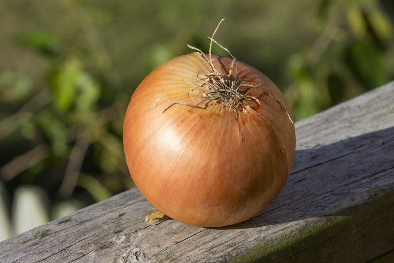 A Grade Sweet Onion for Human Consumption
