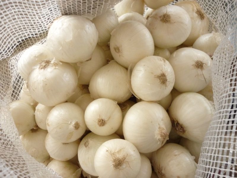A Grade White Onion for Human Consumption