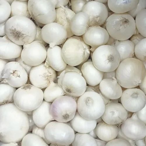 Small White Onion, Packaging Type : Gunny Bag