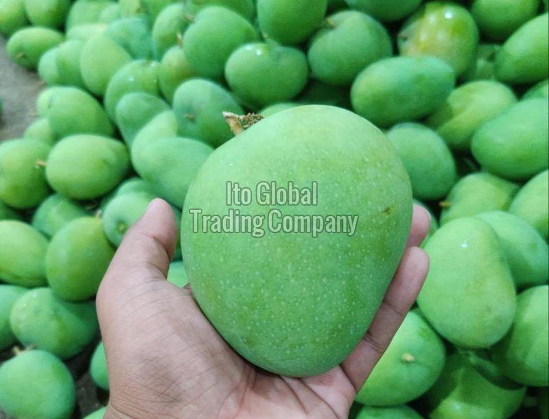 Green Organic Badami Mangoes