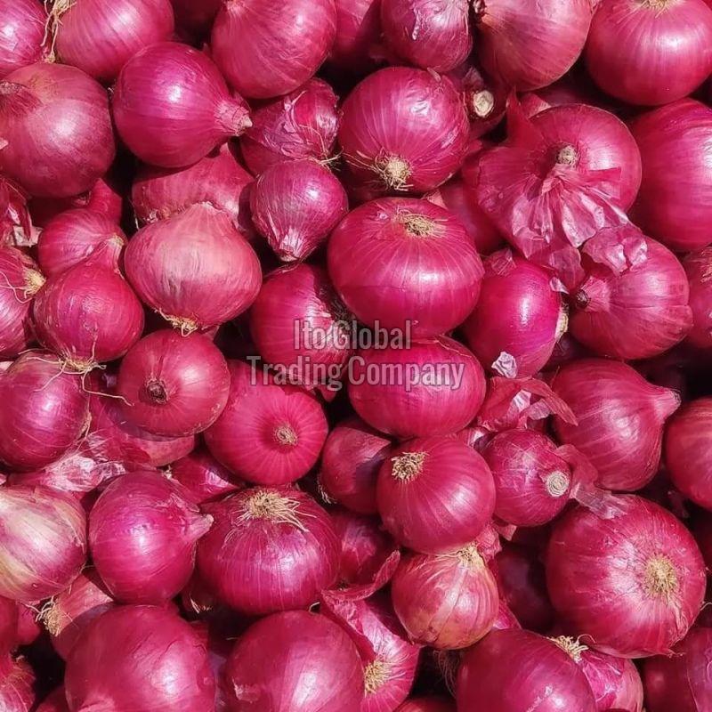 Organic Fresh Nashik Onion, for Food, Color : Red