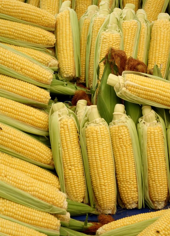 Organic Natural Yellow Corn Maize for Making Popcorn, Human Food