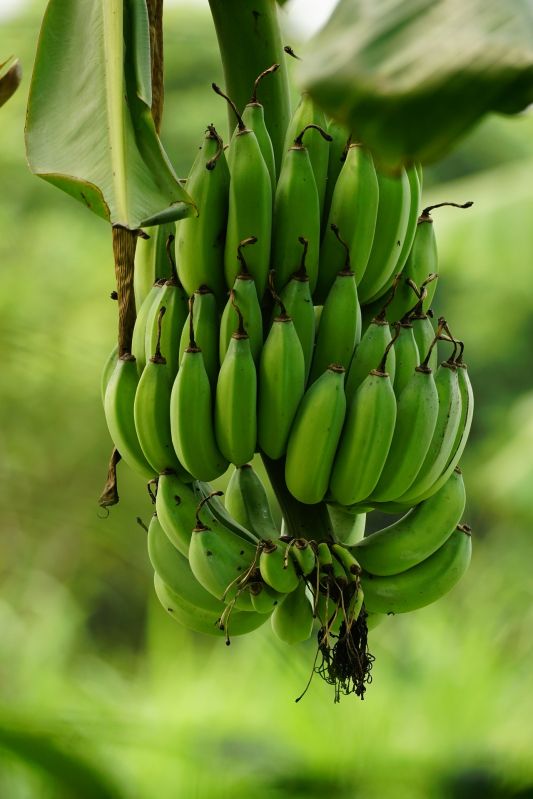 Raw Banana, Color : Green