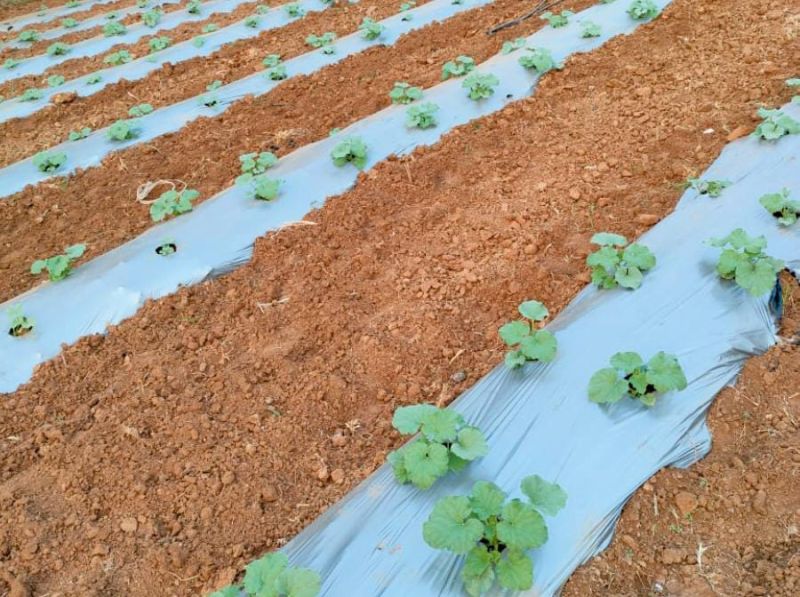 Plastic Mulching Film for Agricultural Farms