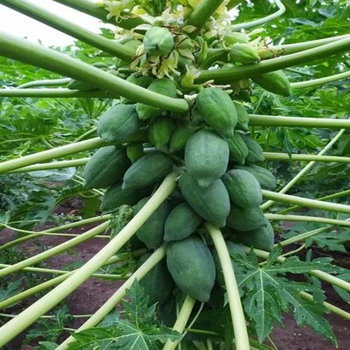 15 Number Papaya Plant for Outdoor(Plantation)