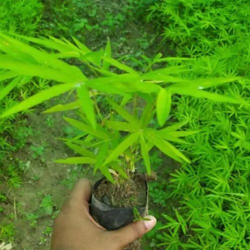 Beema Bamboo Plant for Agriculture, Plantation