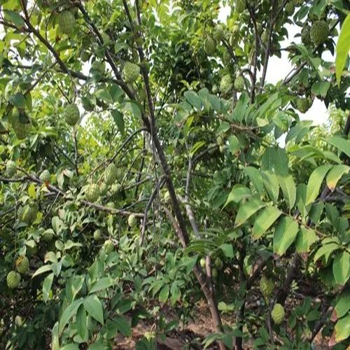 Golden Grafted Custard Apple Plant for Plantation