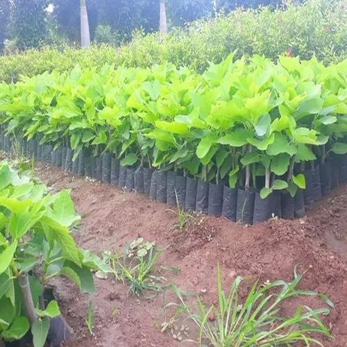 Grafted Poona Red Fig Plant for Outdoor (Plantation)