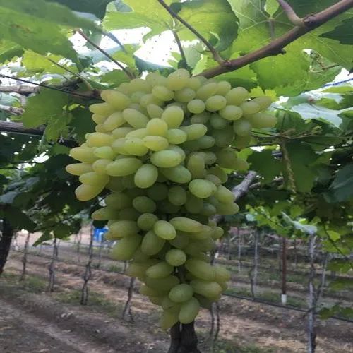 Green Grapes Plant, Usage/Application:Outdoor, Farming