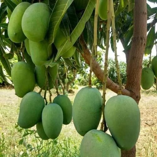 Himsagar Mango Plant for Plantation