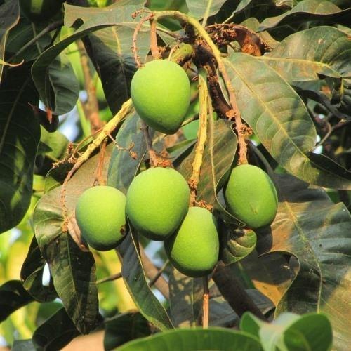 Langra Mango Plant for Plantation