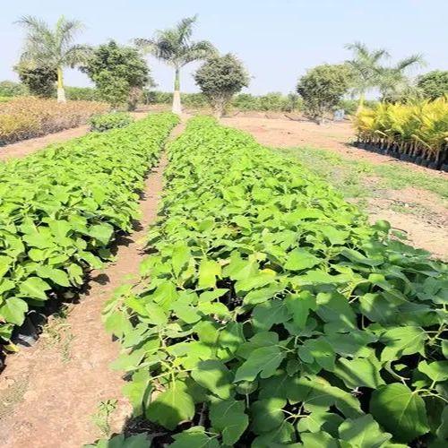Puna Red Anjeer Plant for Outdoor( Plantation)