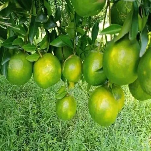 Rangpur Orange Plant for Plantation