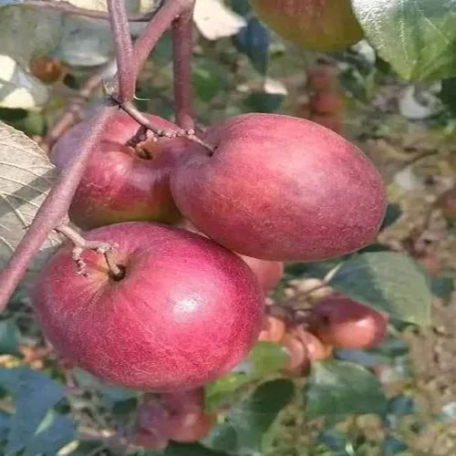 Red Apple Ber Plant for Outdoor (Plantation)