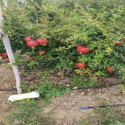Sinduri Pomegranate Plant for Outdoor (Plantation)