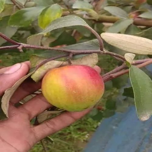 Sundari Apple Ber Plant for Outdoor (Plantation)