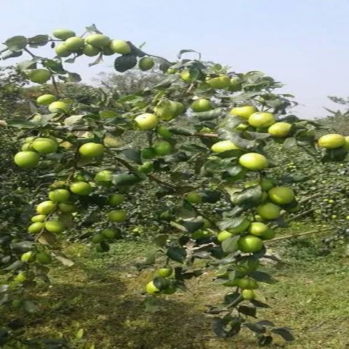 Thai Apple Ber Plant for Plantation
