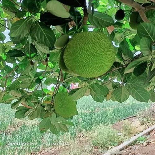 Thai Baramasi Jackfruit Plant for Plantation