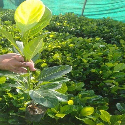 Thai Jackfruit Plant for Plantation