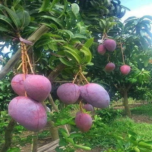 Thai Red Mango Plant For Plantation