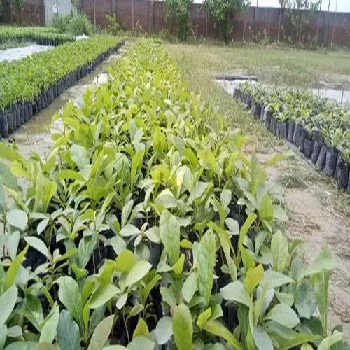 Tissue Culture Teak Plant for Plantation