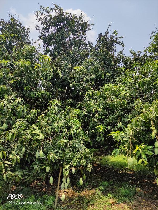 Firm Totapuri Mango for Human Consumption