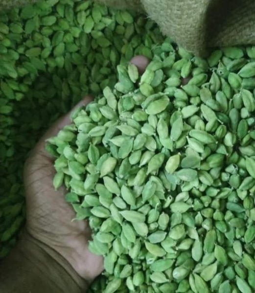 green cardamom