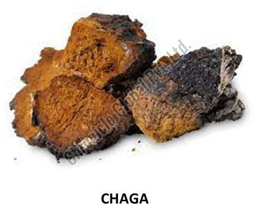 Organic Dried Chaga Mushroom, Shelf Life : 6 Months