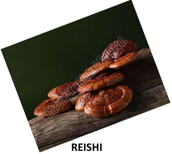 Organic Dried Reishi Mushroom, Packaging Type : Plastic Bag