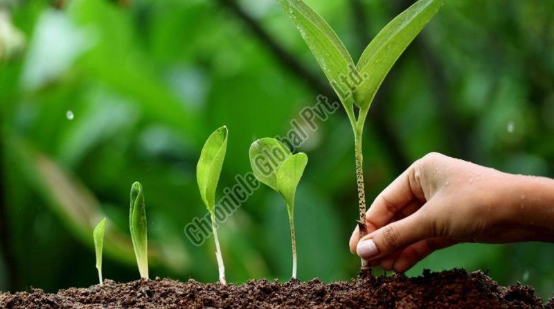 Liquid Organic Plant Growth Regulator, for Agriculture, Grade Standard : Bio-Tech Grade