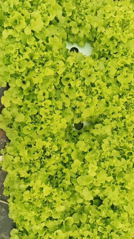 A-grade Green Oak Leaf Lettuce