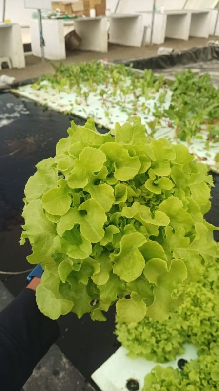 A-grade Green Oak Leaf Lettuce