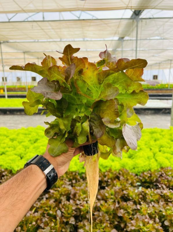 A-Grade Aquaponic Red Oak Leaf Lettuce - Fresh & Nutritious | Premium Quality