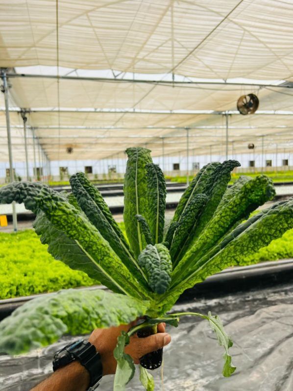 Fresh Curly Kale - Nutrient-Rich Superfood