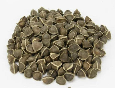 Natural Moringa Drumstick seeds for Cooking