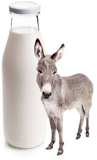 Donkey Milk for Medicine Use