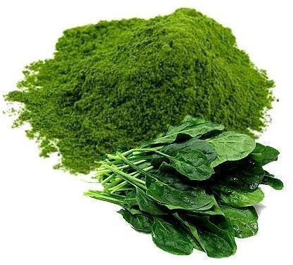 Spray Dried Spinach Powder for Food Industry