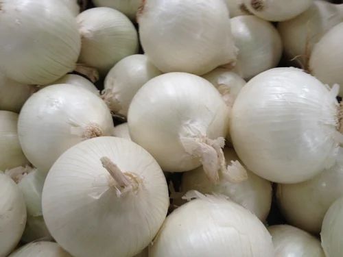 Fresh White Onion, Packaging Size : 50 Kg