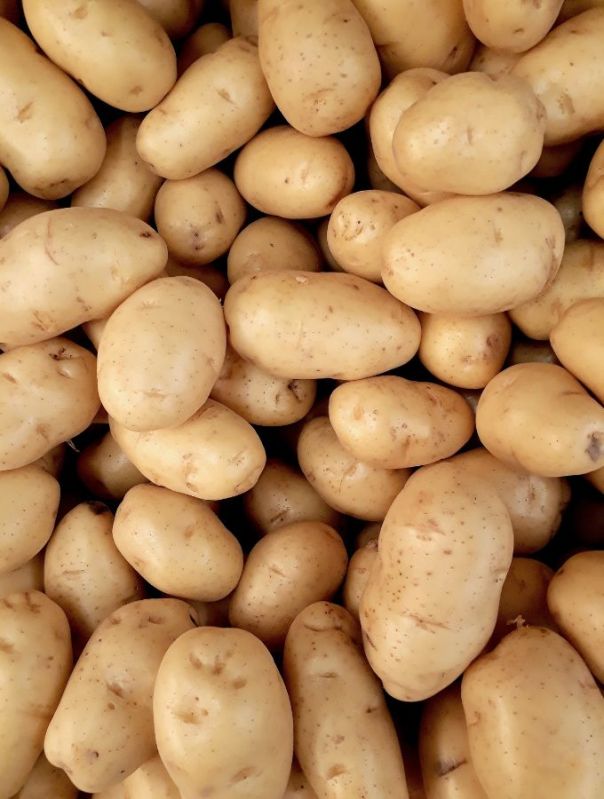 Potato, Capacity : 25 ton