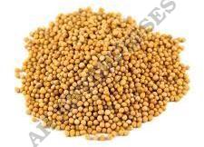 Yellow Mustard Seed for Food Medicine