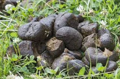 Donkey dung for Agriculture
