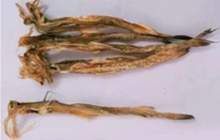 Dried Bombay Duck Fish