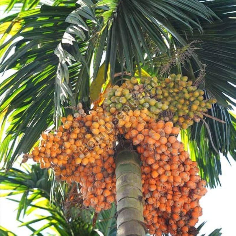 Areca Nut Plants