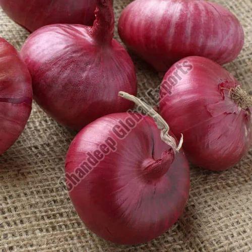 A Grade Red Onion for Cooking Use