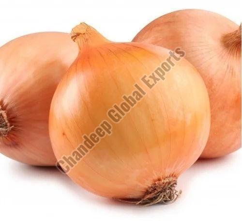Fresh Sweet Onion for Human Consumption