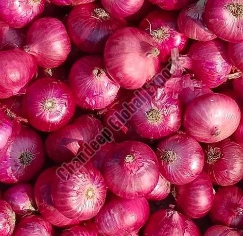 Hybrid Red Onion for Cooking