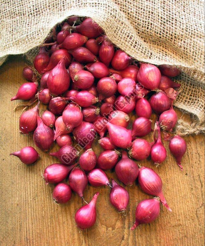 Small Red Onion for Cooking
